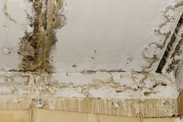 Best 24-hour water damage restoration  in USA